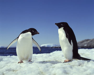 Adelie penguin 様オーダー Emperor Penguin (Aurora Designs) | ZT2 Download Library Wiki