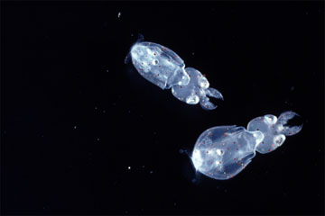 SQUID LARVAE, JAPAN