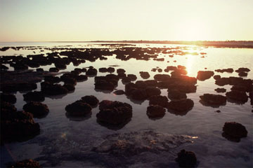 �X�g���}�g���C�g�i�V���[�N�E�x�C�A�I�[�X�g�����A�j