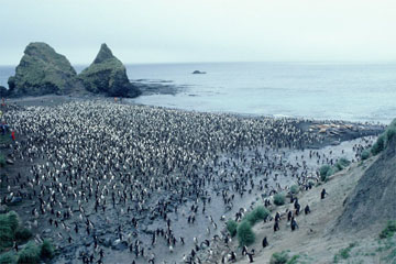 ���C�����y���M���i�}�b�R���[���A�I�[�X�g�����A�j