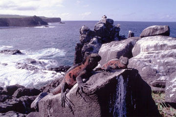 �E�~�C�O�A�i�i�K���p�S�X�����j