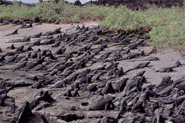 �E�~�C�O�A�i�i�K���p�S�X�����j