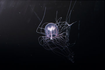L^J~NQ