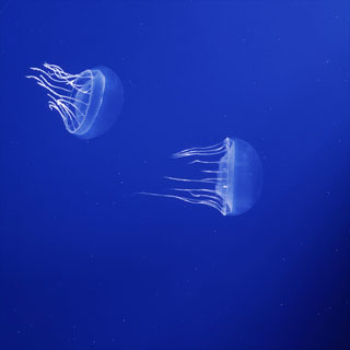 INQ̒