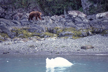 �u���E���E�x�A�[�i�A���X�J�j