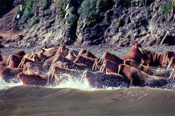 �Z�C�E�`�i�A���X�J�j