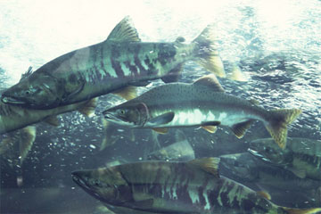 �J���t�g�}�X�i�A���X�J�j