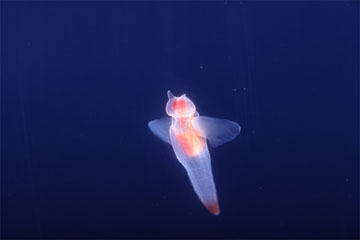 海の写真のボルボックス 写真カタログ 海中景観 魚 各種生物 貝 ウミウシ クリオネ クリオネ