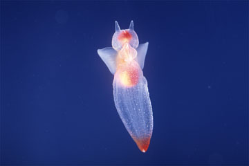 海の写真のボルボックス 写真カタログ 海中景観 魚 各種生物 貝 ウミウシ クリオネ クリオネ