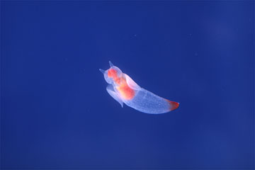 海の写真のボルボックス 写真カタログ 海中景観 魚 各種生物 貝 ウミウシ クリオネ クリオネ