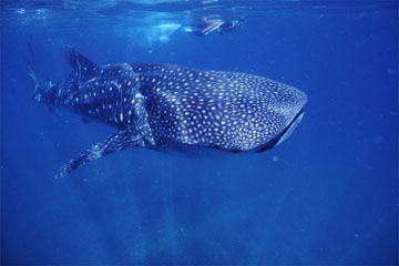 WHALE SHARK, WESTERN AUSTRALIA, AUSTRALIA