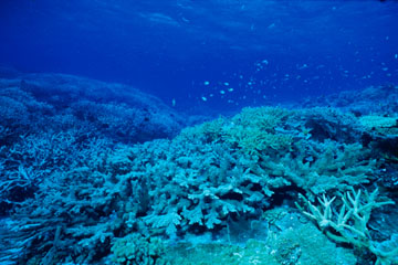 TSʁiO[goA[tAI[XgAj