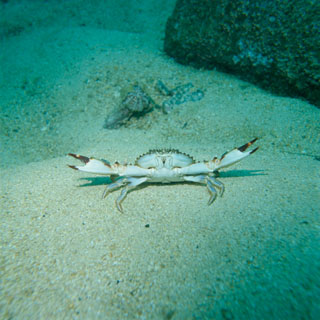 SWIMMING CRAB, SHIZUOKA, JAPAN