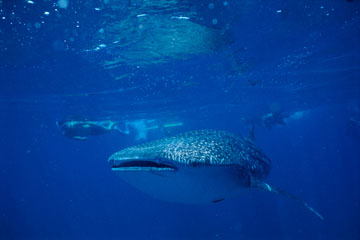 WHALE SHARK, AUSTRALIA 