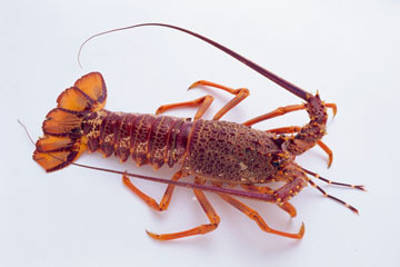 CZGr