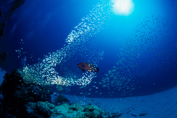 UNDERWATER SCENE, OKINAWA, JAPAN