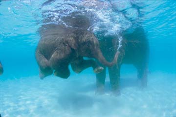 SWIMMING ELEPHANT, ANDAMAN SEA