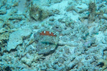 YELLOWTAIL CORIS, JUVENILE, COLOR CHANGE OF JUVENILE AND ADULT