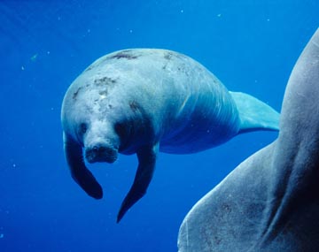 海の写真のボルボックス・写真カタログ / 鯨・イルカ・海の動物 / ジュゴン・マナティー / アフリカマナティー