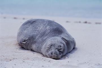 海の写真のボルボックス・写真カタログ / 鯨・イルカ・海の動物
