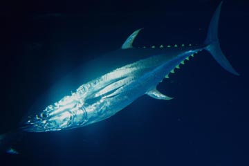 YELLOWFIN TUNA