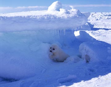 HARP SEAL, PRINCE EDWARD ISLAND, CANADA