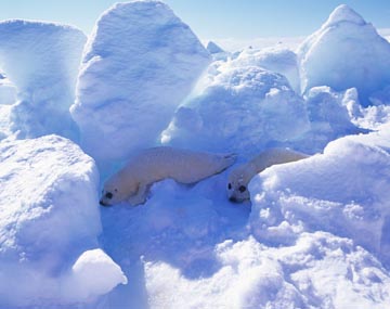 HARP SEAL, PRINCE EDWARD ISLAND, CANADA