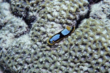 E~EV̒ԁiwFChromodoris westraliensisApFWestern ChromodorisjiGNX}XAI[XgAj