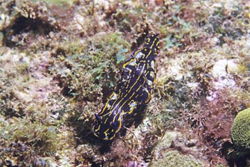 E~EV̒ԁiwFHypselodoris pictajiP[vEFfAJ[{xfaA吼mj