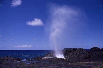 �u���E�z�[���i���������j�i�I�A�t���A�n���C�j