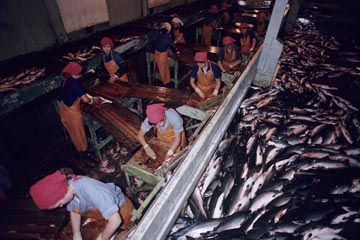 �T�P�̉��H��A�𑨓�