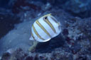 ecL`E`EEI