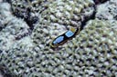 E~EV̒ԁiwFChromodoris westraliensisApFWestern ChromodorisjiGNX}XAI[XgAj
