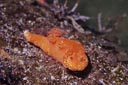 E~EV̒ԁiwFCeratosoma brevicaudatumApFShort-tailed CeratosomajiobZgAI[XgAj
