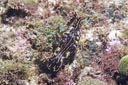 E~EV̒ԁiwFHypselodoris pictajiP[vEFfAJ[{xfaA吼mj