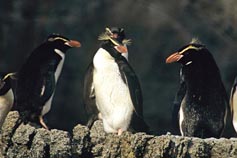 海の写真のボルボックス 12年11月のテーマ写真館 マカロニペンギン属