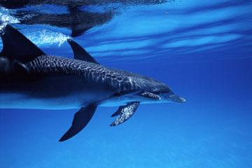 海の写真のボルボックス・写真カタログ / 鯨・イルカ・海の動物